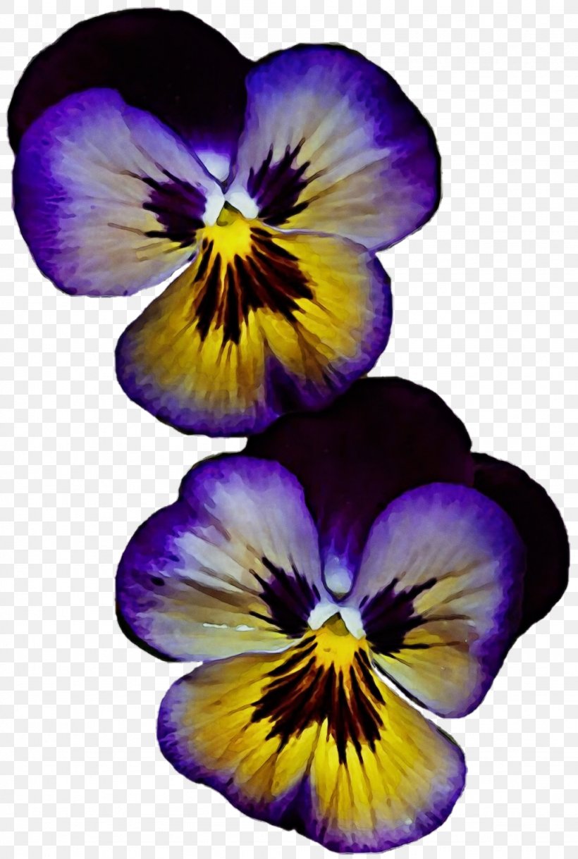 Flowering Plant Flower Wild Pansy Violet Petal, PNG, 1024x1523px, Watercolor, Flower, Flowering Plant, Paint, Pansy Download Free