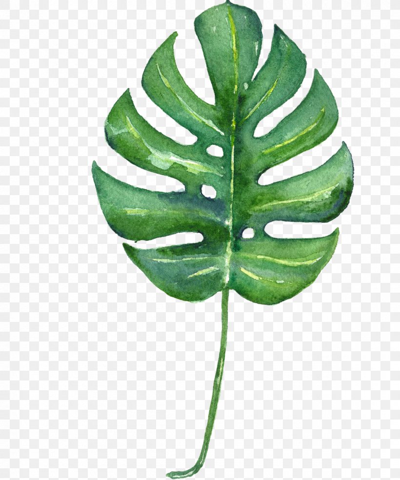 Swiss Cheese Plant Tropics Leaf Watercolor Painting Printmaking, PNG, 1200x1440px, Swiss Cheese Plant, Art, Botanical Illustration, Botany, Canvas Download Free