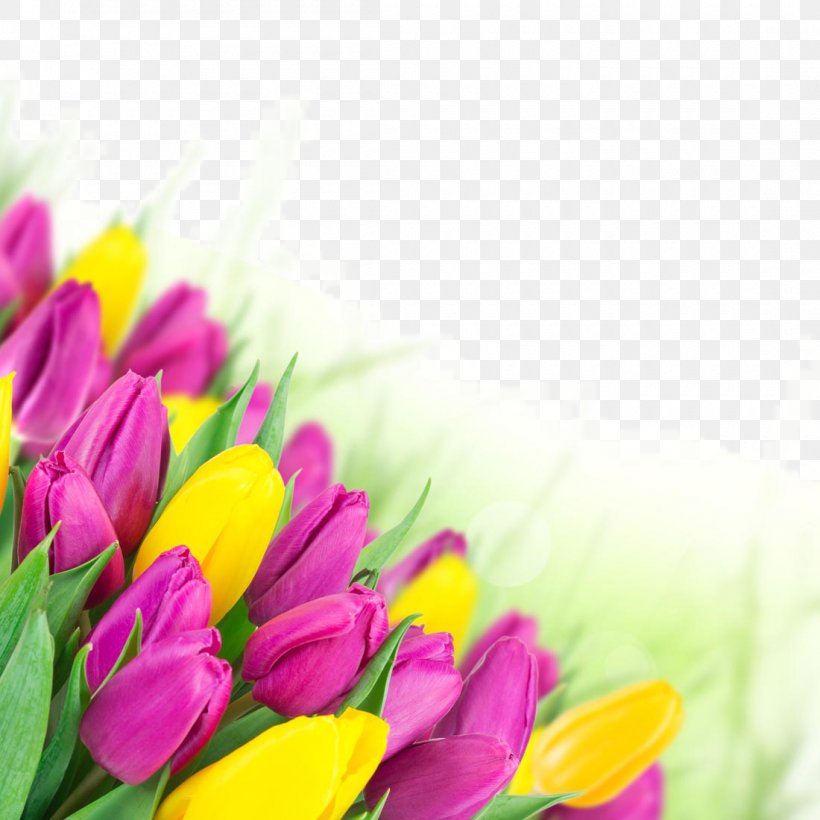 Tulip Flower Bouquet Pink Wallpaper, PNG, 1100x1100px, Tulip, Close Up, Color, Crocus, Cut Flowers Download Free