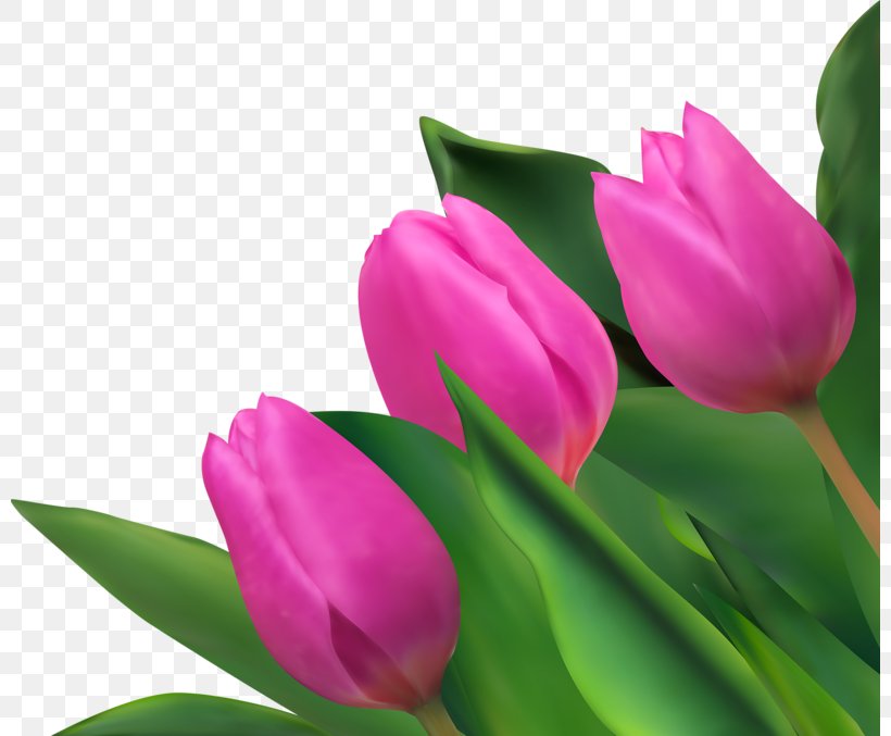 Tulip Purple Flower, PNG, 800x677px, Tulip, Bud, Close Up, Designer, Flower Download Free