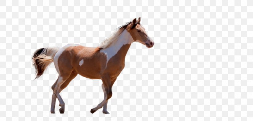 American Paint Horse Urdu Pony Dream, PNG, 900x432px, American Paint Horse, Animal Figure, Bridle, Colt, Dream Download Free