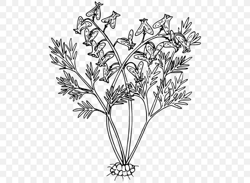 Black And White Line Art Floral Design Drawing Photography, PNG, 507x600px, Black And White, Art, Branch, Cut Flowers, Drawing Download Free