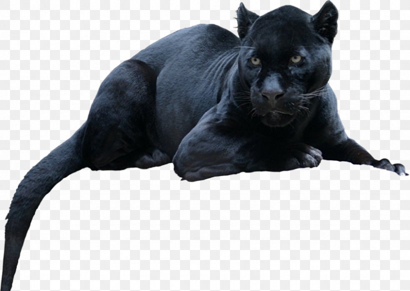Black Panther Leopard Jaguar Cat Tiger, PNG, 844x600px, Black Panther, Animal, Big Cat, Big Cats, Black And White Download Free