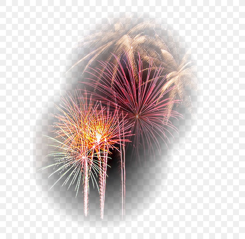 Fireworks Explosive Material Desktop Wallpaper Close-up Dandelion, PNG, 600x800px, Fireworks, Close Up, Closeup, Computer, Dandelion Download Free