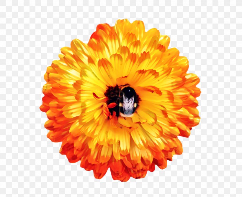 Flowers Background, PNG, 2210x1808px, Marigold, Bloom, Blossom, Calendula, Cut Flowers Download Free