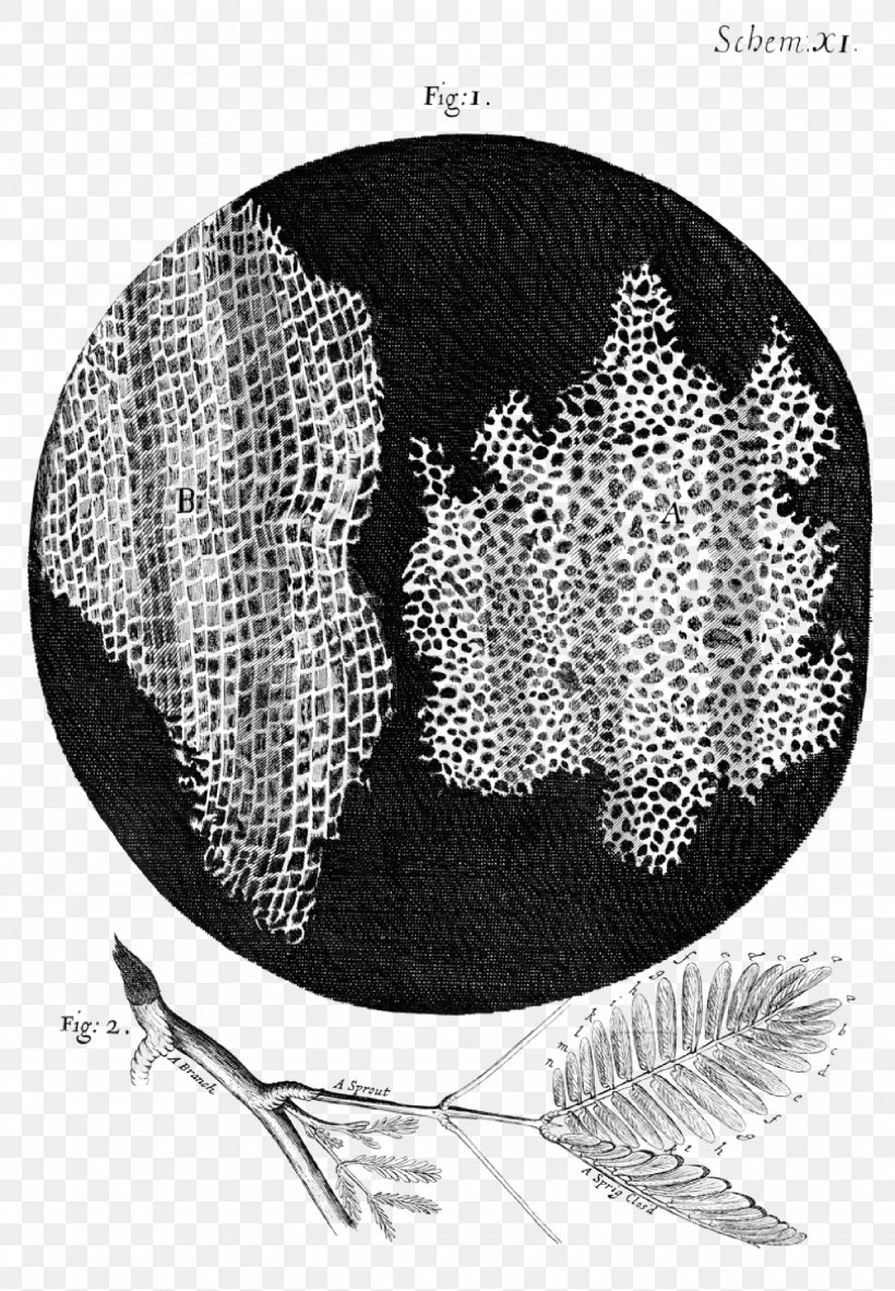 Micrographia Cell Theory Biology Cork, PNG, 2254x3250px, Micrographia, Bark, Biology, Black And White, Botany Download Free