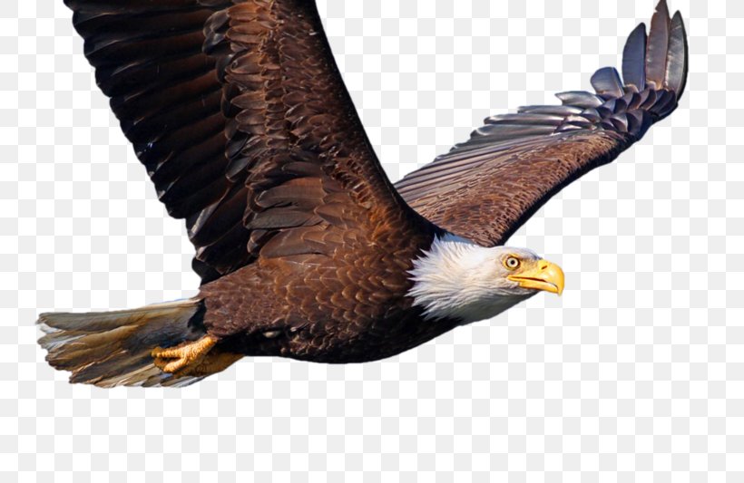 Bald Eagle Bird Desktop Wallpaper Common Starling, PNG, 800x533px, Bald Eagle, Accipitriformes, Animal, Beak, Bird Download Free