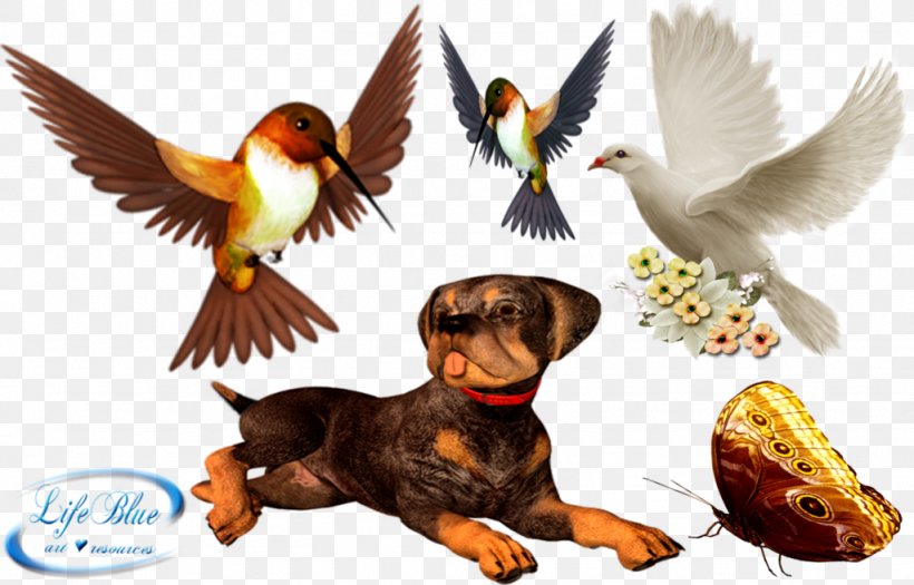 Bird Clip Art, PNG, 1024x656px, Bird, Beak, Bird Dog, Computer Software, Fauna Download Free