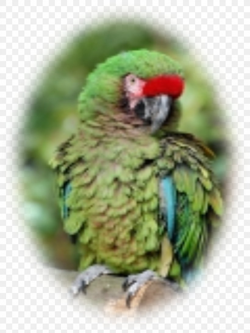 Budgerigar Lovebird Macaw Parakeet Beak, PNG, 1131x1506px, Budgerigar, Beak, Bird, Common Pet Parakeet, Fauna Download Free