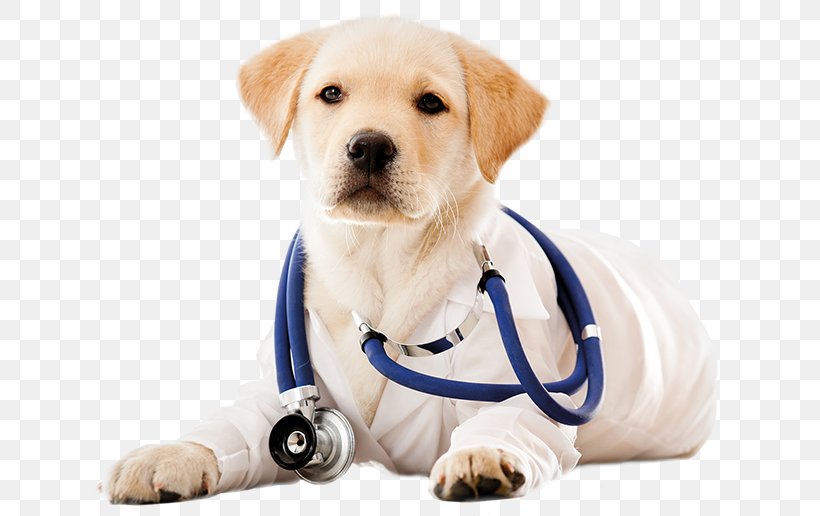 Dog Daycare Puppy Cat Veterinarian, PNG, 653x516px, Dog, Breed, Carnivoran, Cat, Companion Dog Download Free