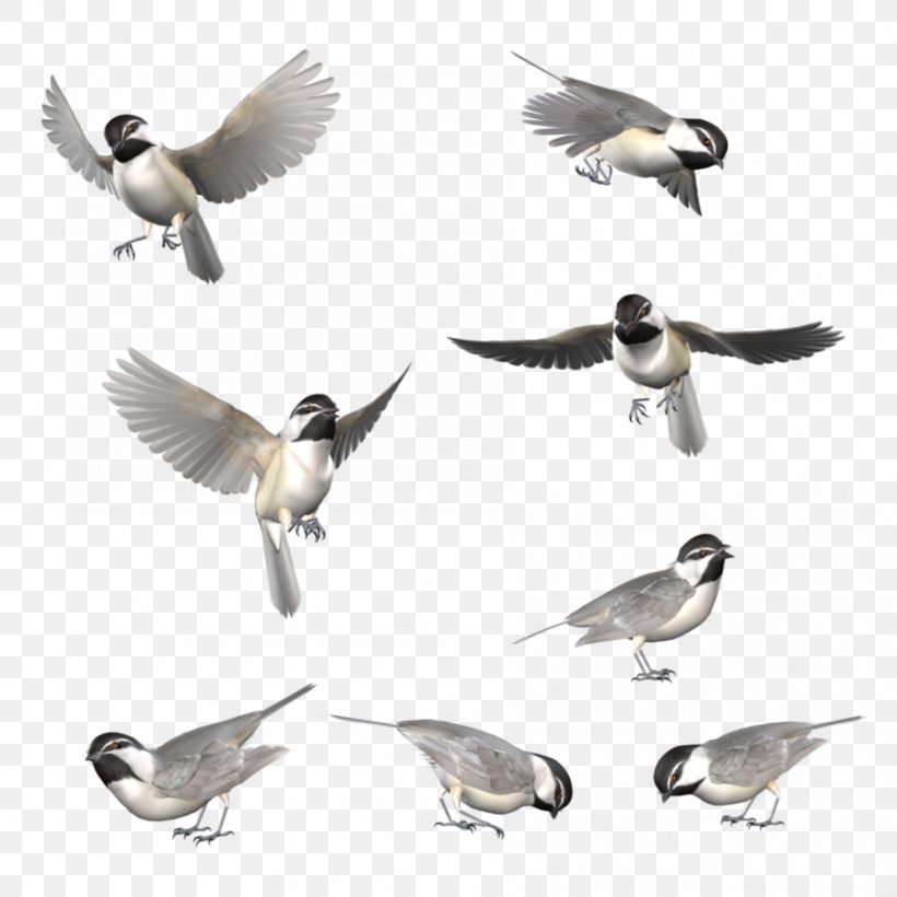 Bird Chickadee Sparrow Drawing Blue Jay, PNG, 894x894px, Bird, Animal, Beak, Bird Flight, Blackcapped Chickadee Download Free