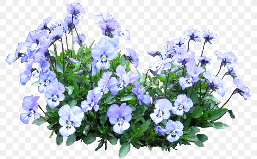 Cut Flowers Floral Design Plant Floristry, PNG, 800x510px, Flower, Annual Plant, Bellflower, Bellflower Family, Blue Download Free