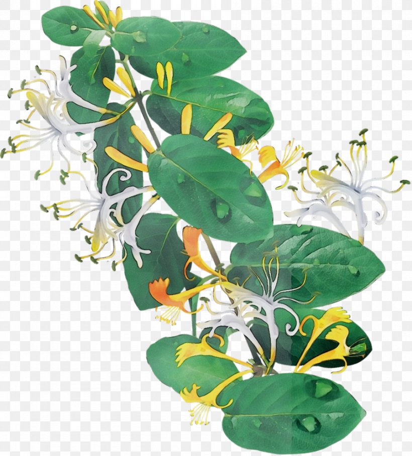 Flower Plant Leaf Japanese Honeysuckle Houseplant, PNG, 899x997px, Watercolor, Flower, Honeysuckle, Honeysuckle Family, Houseplant Download Free