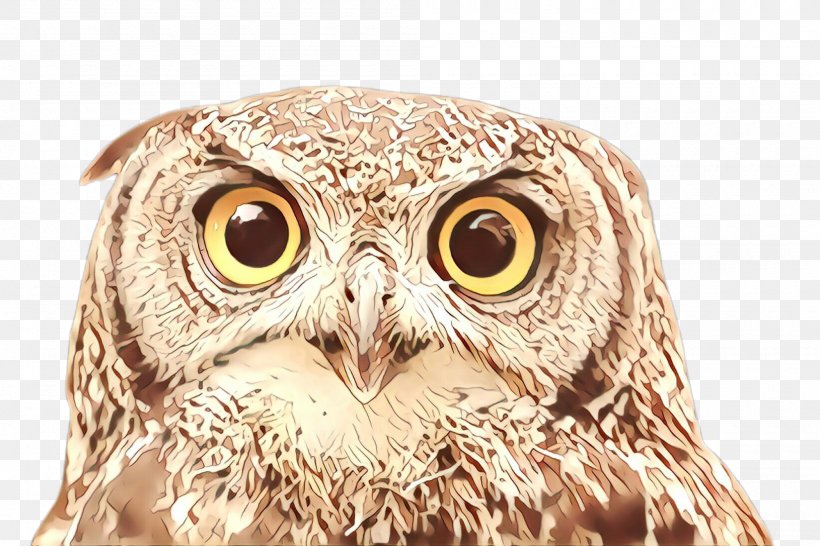 Owl Bird Bird Of Prey Beak Eastern Screech Owl, PNG, 2000x1332px, Cartoon, Adaptation, Beak, Bird, Bird Of Prey Download Free