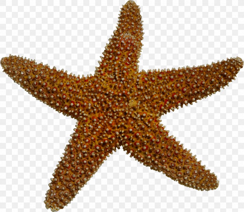 Starfish Marine Invertebrates Sea Clip Art, PNG, 2335x2029px, Starfish, Bb Korsal, Bed And Breakfast, Depositfiles, Digital Image Download Free