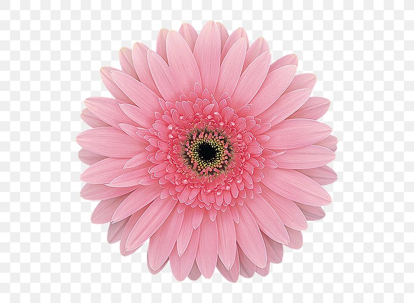 Transvaal Daisy Flower Common Daisy Daisy Family Floral Design, PNG, 600x600px, Transvaal Daisy, Annual Plant, Aster, Chrysanths, Common Daisy Download Free