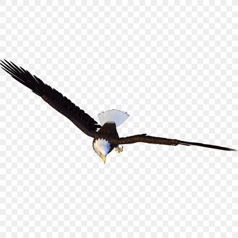 Bird Light Hawk, PNG, 2953x2953px, Bird, Animation, Eagle, Hawk, Light Download Free