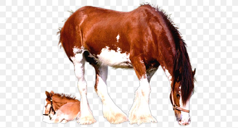 Clydesdale Horse Foal Mare American Paint Horse Colt, PNG, 600x442px, Clydesdale Horse, American Paint Horse, Bay, Breed, Bridle Download Free