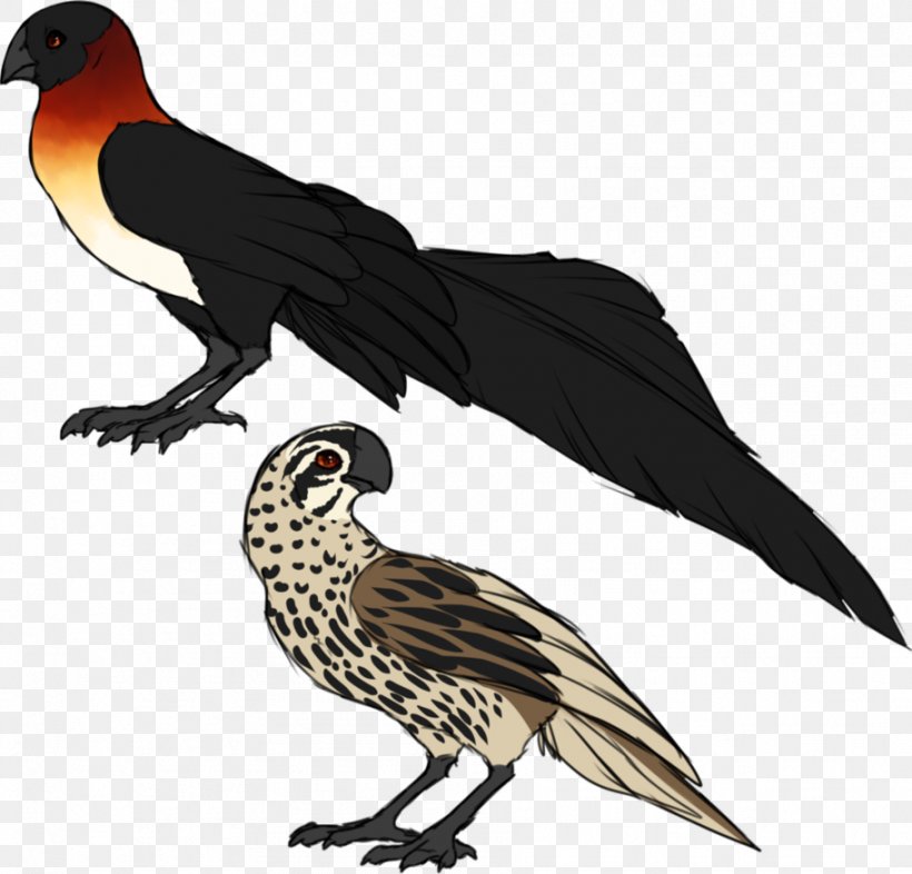 Finch Beak Feather Cuckoos Falcon, PNG, 912x875px, Finch, Beak, Bird, Bird Of Prey, Cuckoos Download Free