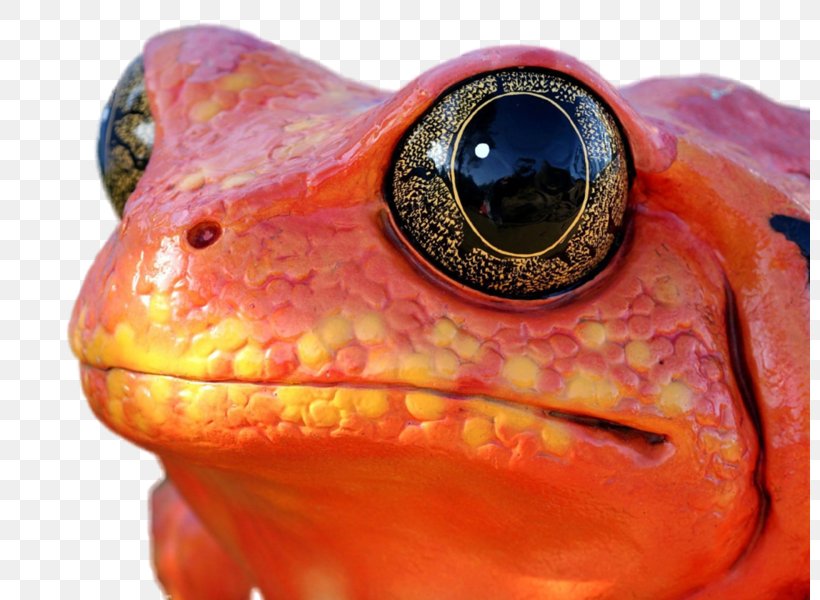 Red-eyed Tree Frog Tomato Frogs Toad, PNG, 800x600px, Frog, Agalychnis, Amphibian, Animal, Close Up Download Free