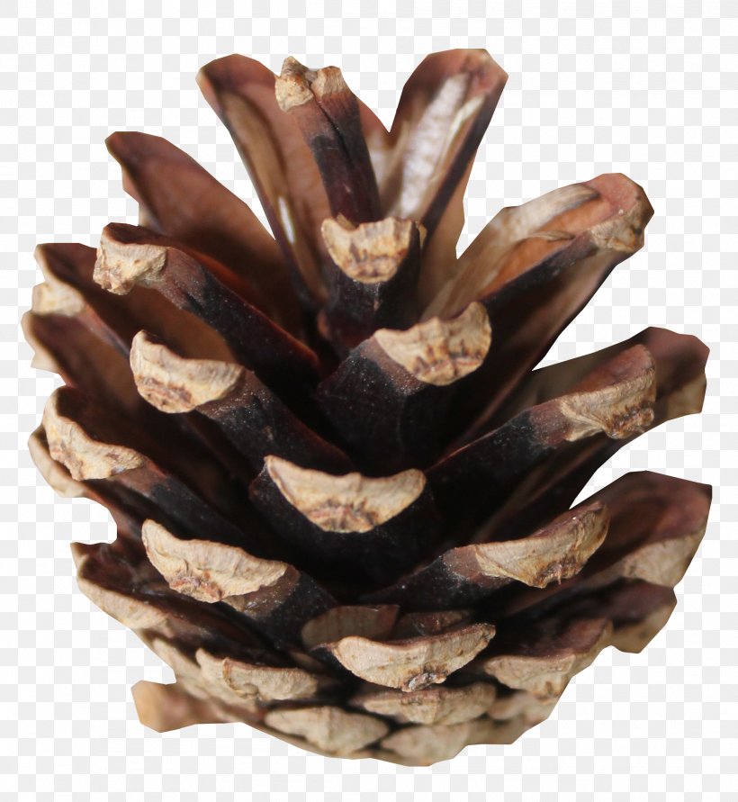 Tree, PNG, 1913x2080px, Conifer Cone, Blog, Cone, Conifers, Material Download Free