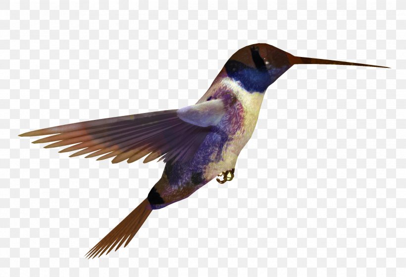 Bird Wing, PNG, 2484x1696px, Hummingbird, Beak, Bird, Coraciiformes, Feather Download Free