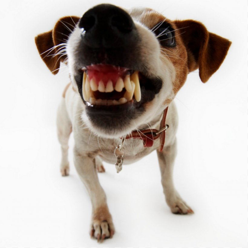 Dog Bite Puppy Biting Pet, PNG, 1280x1280px, Dog, Biting, Companion Dog, Dog Behavior, Dog Bite Download Free