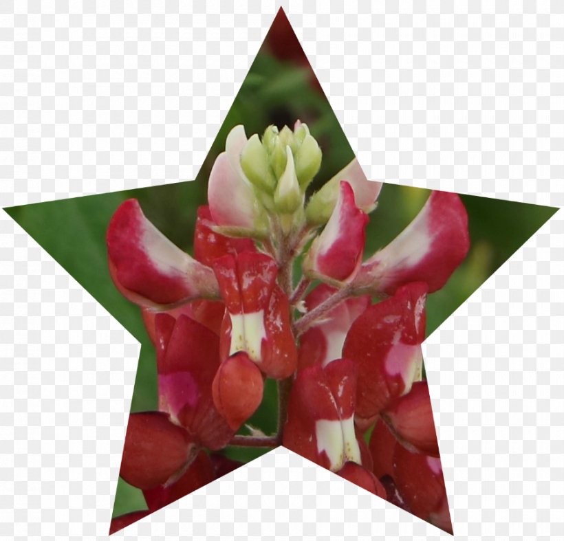 Floral Design Cut Flowers Gift Petal, PNG, 900x864px, Floral Design, Cut Flowers, Flora, Floristry, Flower Download Free