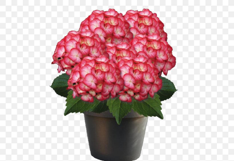 Hydrangea Plant Garden Shrub Flowerpot, PNG, 562x562px, Hydrangea, Anna Constantia Von Brockdorff, Annual Plant, Begonia, Cornales Download Free