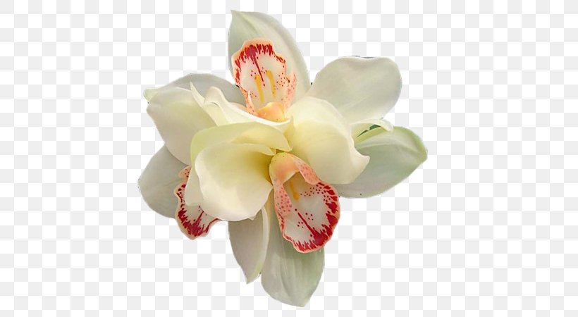 Moth Orchids Cut Flowers, PNG, 600x450px, 2016, Moth Orchids, Animaatio, Ansichtkaart, Artificial Flower Download Free