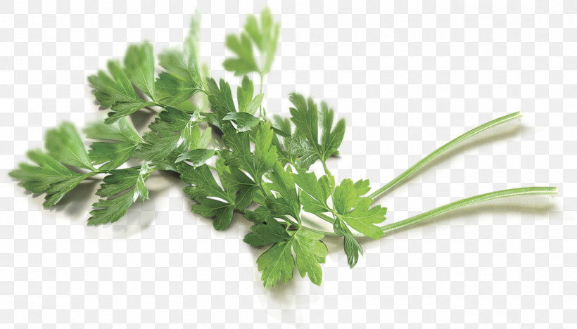 Parsley, PNG, 1100x628px, Plant, Chinese Celery, Culantro, Fines Herbes, Flower Download Free