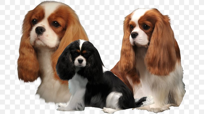 The Cavalier King Charles Spaniel Dog Breed Companion Dog, PNG, 695x458px, King Charles Spaniel, Breed, Breed Group Dog, Breeder, Carnivoran Download Free