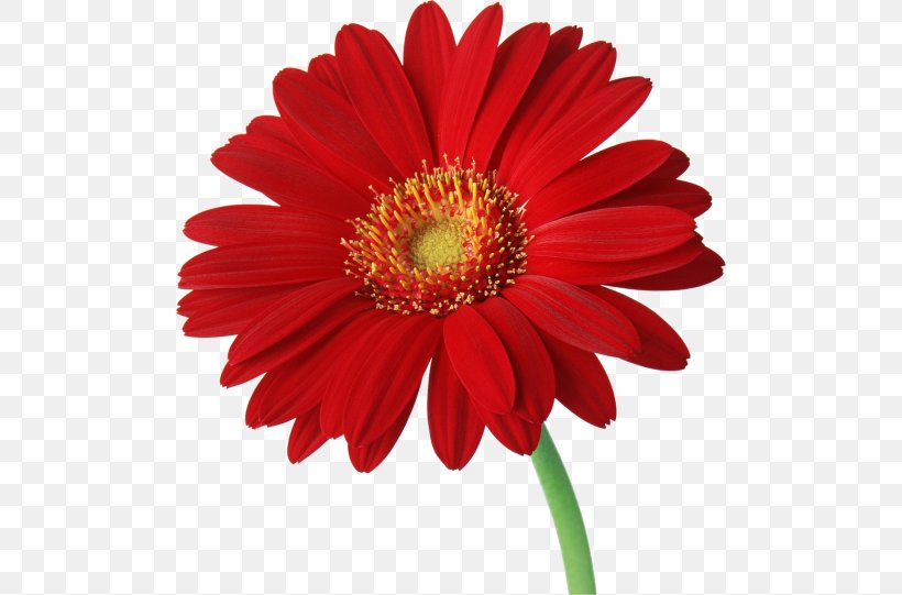 Transvaal Daisy Desktop Wallpaper Daisy Family Clip Art, PNG, 500x541px, Transvaal Daisy, Annual Plant, Blanket Flowers, Blue, Chrysanthemum Download Free