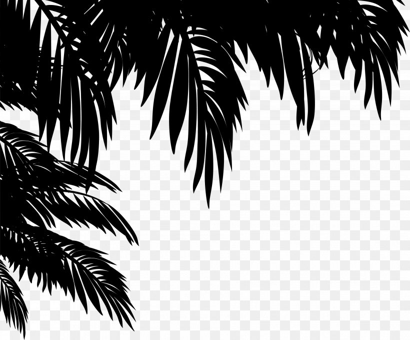Asian Palmyra Palm Palm Trees Black & White, PNG, 3612x2995px, Asian Palmyra Palm, Arecales, Attalea Speciosa, Black White M, Blackandwhite Download Free