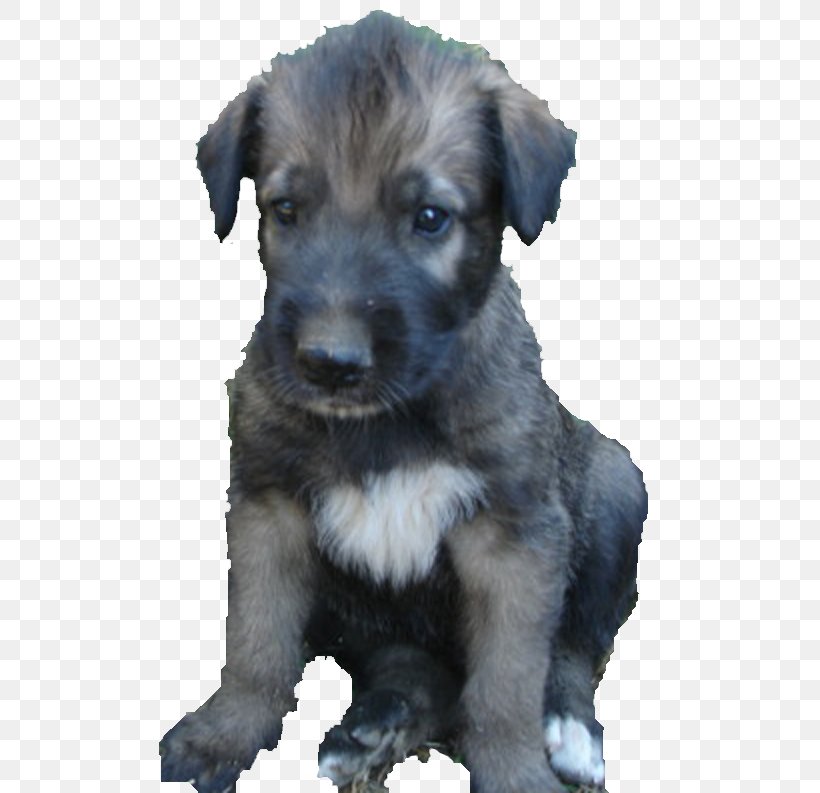 Miniature Schnauzer Standard Schnauzer Schnoodle Irish Wolfhound Puppy, PNG, 536x793px, Miniature Schnauzer, Animal, Breed, Cairn Terrier, Carnivoran Download Free