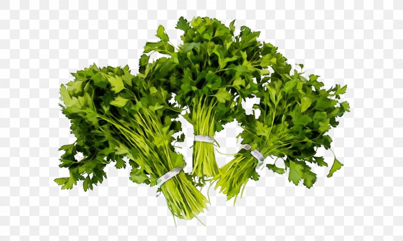 Parsley, PNG, 1000x600px, Watercolor, Chinese Celery, Culantro, Flowering Plant, Food Download Free