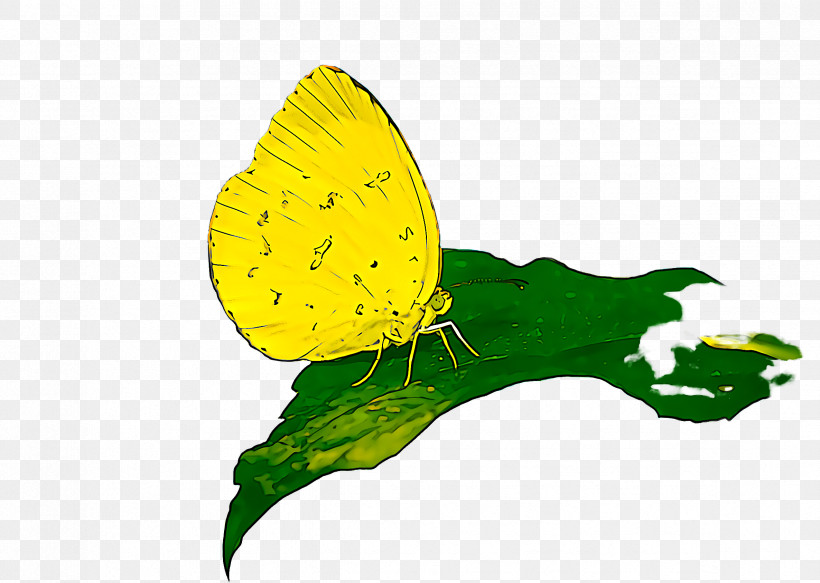 Butterfly Leaf Yellow Green Insect, PNG, 2372x1688px, Butterfly, Cloudless Sulphur, Green, Insect, Leaf Download Free