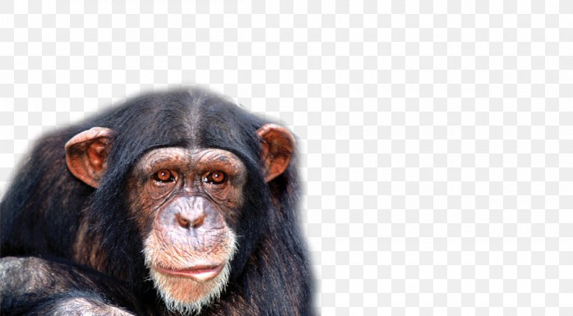 Chimpanzee Genome Project Monkey, PNG, 1200x664px, Chimpanzee, Animal, Business, Common Chimpanzee, Giphy Download Free