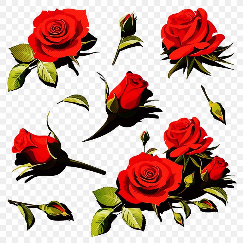 Garden Roses, PNG, 1000x1000px, Garden Roses, Camellia, Carmine, Cut Flowers, Floribunda Download Free