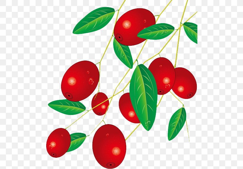 Jujube Cartoon, PNG, 512x569px, Jujube, Aquifoliaceae, Art, Berry, Branch Download Free