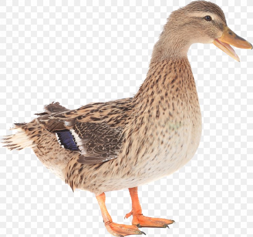 Mallard Goose Duck Cygnini Bird, PNG, 900x845px, Mallard, Advertising, American Black Duck, Anseriformes, Beak Download Free