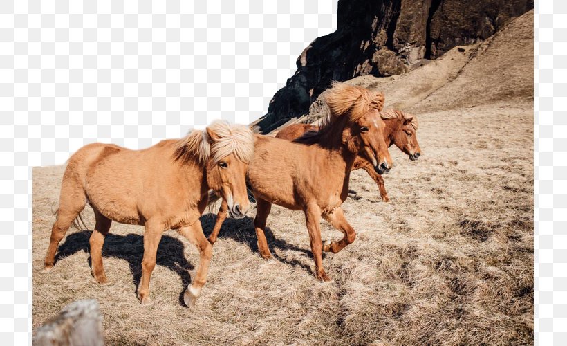 Horse Herd Przewalski's Horse Mustang Horse Ecoregion, PNG, 725x500px, Horse, Ecoregion, Herd, Livestock, Mane Download Free