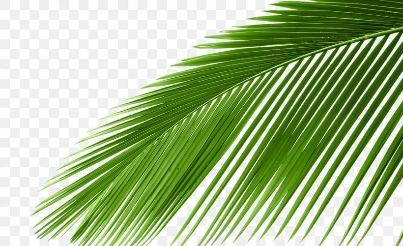 Arecaceae Cycad Leaf Tree Coconut, PNG, 1100x672px, Sago Palm, Arecaceae, Arecales, Coconut, Cycad Download Free
