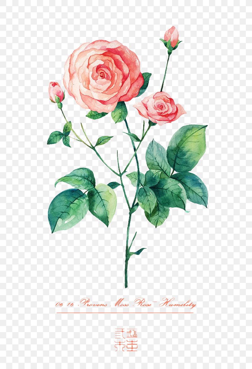 Beach Rose Flower Illustration, PNG, 700x1200px, Beach Rose, Art, Artificial Flower, Color, Cut Flowers Download Free