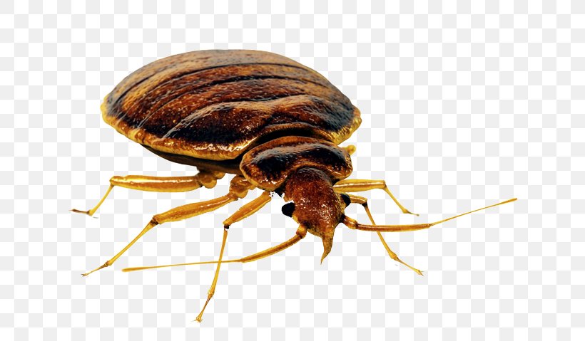 Insect Mosquito Bed Bug Pest Control, PNG, 640x479px, Insect, Apartment, Arthropod, Bed Bug, Bed Bug Bite Download Free