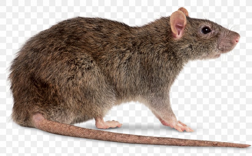 Mouse Brown Rat Black Rat Clip Art, PNG, 910x565px, Mouse, Black Rat, Brown Rat, Display Resolution, Fauna Download Free