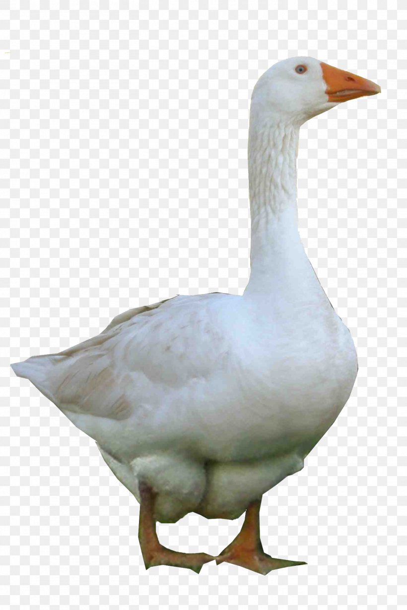 Emden Goose Domestic Goose Duck Confit, PNG, 1464x2196px, Goose, Beak, Bird, Display Resolution, Domestic Goose Download Free