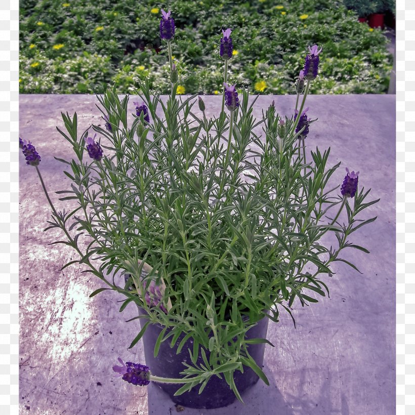English Lavender French Lavender Subshrub Groundcover, PNG, 2160x2160px, English Lavender, Flower, Flowering Plant, French Lavender, Groundcover Download Free
