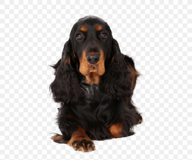 Field Spaniel Gordon Setter English Cocker Spaniel Sussex Spaniel Black And Tan Coonhound, PNG, 1100x918px, Field Spaniel, American Cocker Spaniel, Austrian Black And Tan Hound, Black And Tan Coonhound, Black Gold Download Free