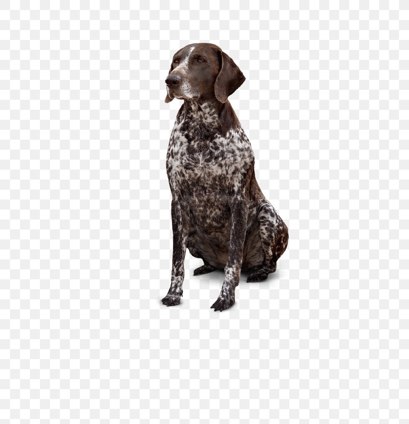 German Shorthaired Pointer Old Danish Pointer Hunting Dog Dog Breed, PNG, 521x850px, German Shorthaired Pointer, Breed, Dog, Dog Breed, Dog Like Mammal Download Free